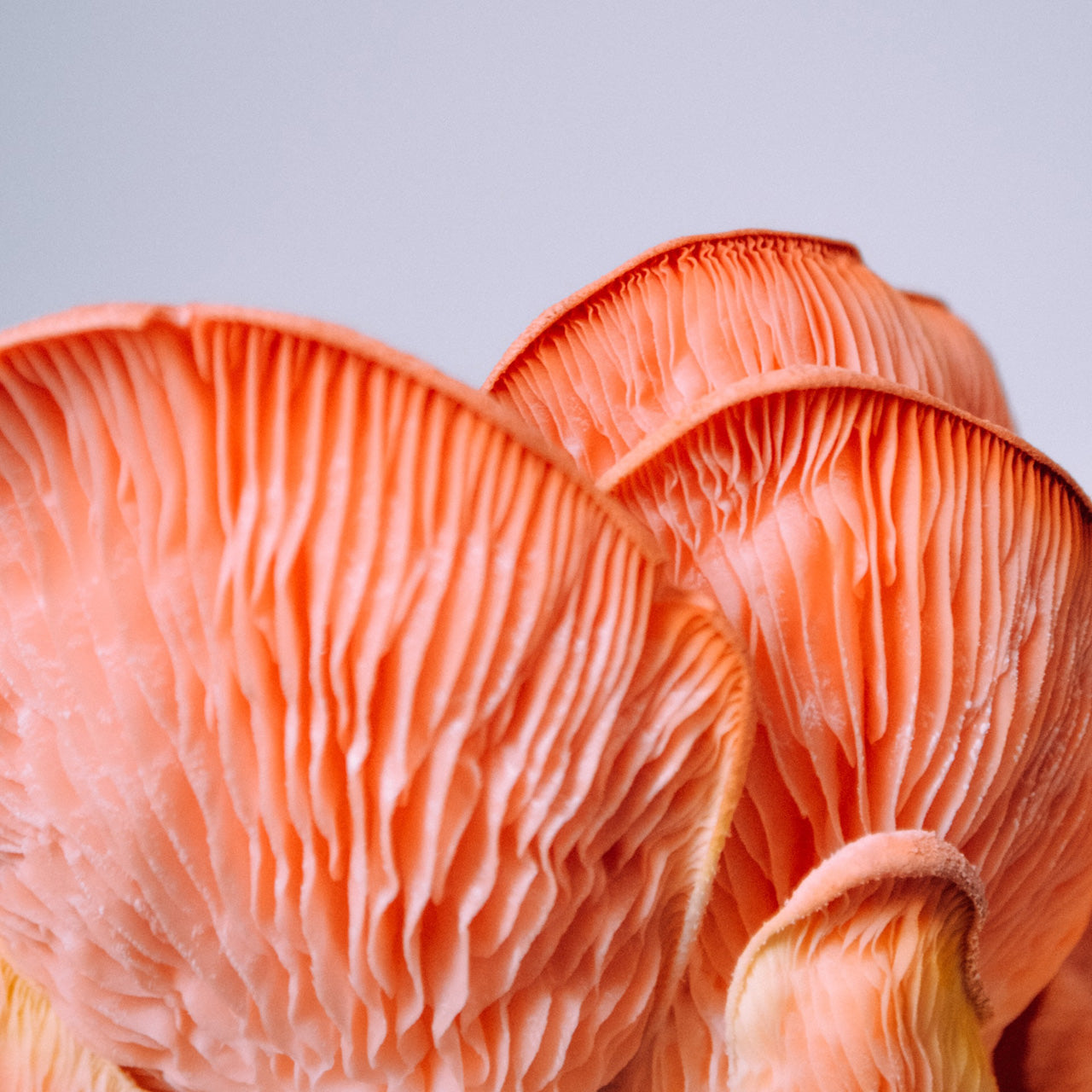 Mushroom Leather The New Vegan Leather