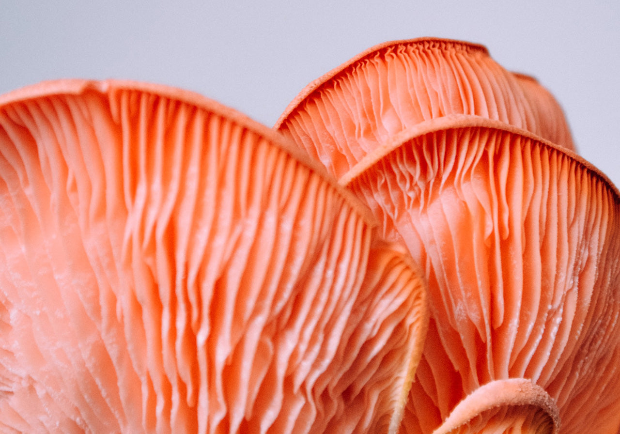 Mushroom Leather The New Vegan Leather