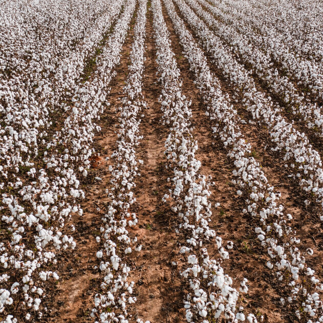 An overhead shot of a vast cotton field farm